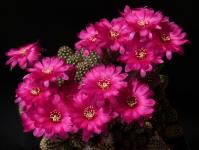 Thumbnail of 1246_Chamaecereus Hybride lila_20150512_01(1).JPG